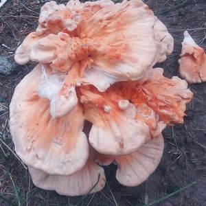 Meet your Posher, Kristin